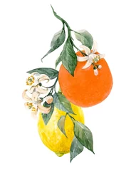 Foto op Plexiglas Watercolor citrus fruits illustration © zenina