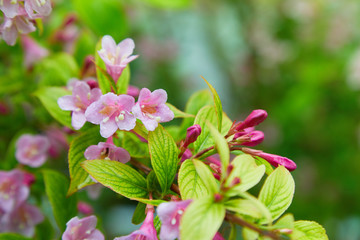 Weigela praecox in water drops after the rain. Beautiful pink flowering shrub macro view. Flowering weigela in the garden