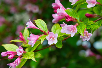 Weigela praecox in water drops after the rain. Beautiful pink flowering shrub macro view. Flowering weigela in the garden