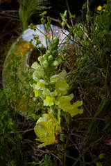  flower arrangement on a blurred green background lit up by the spring sun.