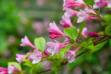 Weigela praecox in water drops after the rain. Beautiful pink flowering shrub macro view. Flowering weigela in the garden