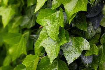 Ivy leaves (Hedera helix) wall in drops of dew after the rain. Whole ivy leaves covered with drops of water. Close-up. Natural setting. 