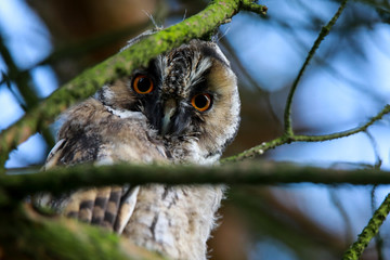 Sowa © marcinbawiec