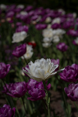 Obraz premium meadow lit by the sun with beautiful colorful tulips in spring.