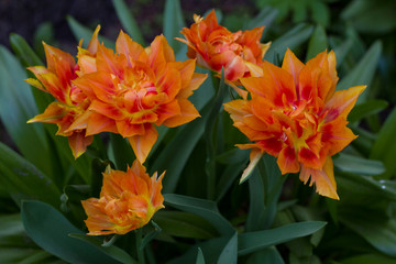 a large glade dotted with multicolored tulips lit by the bright sun.