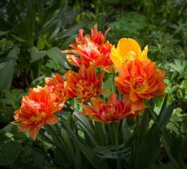 a large glade dotted with multicolored tulips lit by the bright sun.
