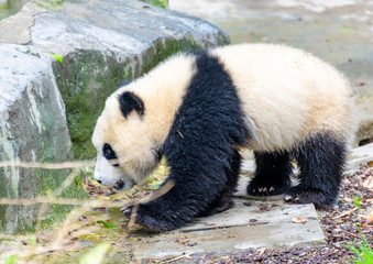 Fototapeta premium A cute little panda plays on the ground