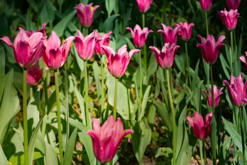 a large glade dotted with multicolored tulips lit by the bright sun.