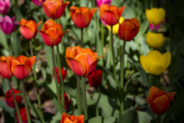 a large glade dotted with multicolored tulips lit by the bright sun.