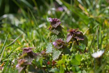  Planta silvestre de Ortiga Muerta  ( Lamium purpureum) florecida entre hierbas 