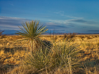 Photos from the high deserts of New Mexico