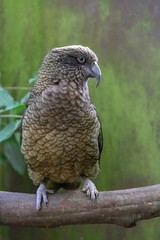 Native New Zealand Kea posing on a tree branch