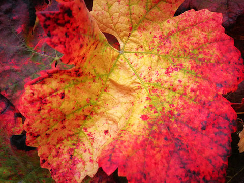 Detalle de hoja de parra con vivo colorido oto&ntilde;al, rojos y amarillo