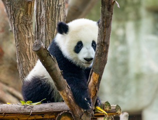 A cute little panda plays on the ground