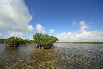 Red Mangoves and Turtle Grass beds on the flats of Biscayne National Park, Florida.