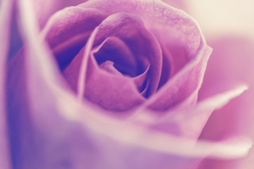 Obraz premium Beautiful pink Rose close up, soft focus