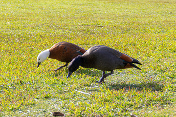 pair of paradise ducks eating grass