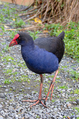 new zealand pukeko walking on gravel