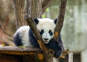 A cute little panda plays on the ground © Weiming