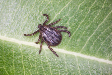 The ixodid tick (Dermacentor marginatus) on the green leaf 