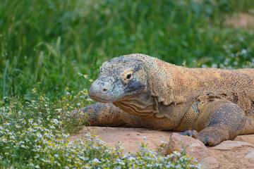 Komodo Dragon (Varanus komodoensis) close up