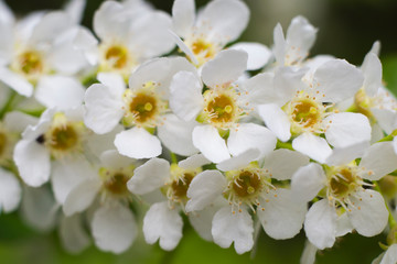 Fototapeta na wymiar Snow-white flowers bird-cherry (Prunus padus) close up