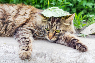 A striped, fluffy cat with a green leaf on his head lies in the green_