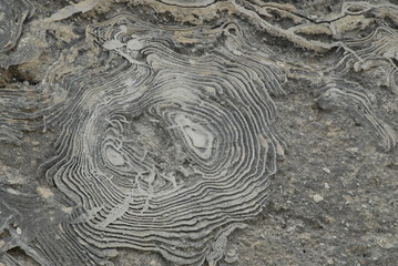 fossil on the wall