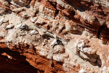 Basstölpel in der Brutkolonie auf der Insel Helgoland