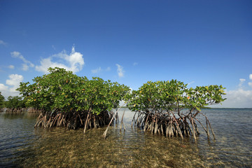 Red Mangoves and Turtle Grass beds on the flats of Biscayne National Park, Florida.