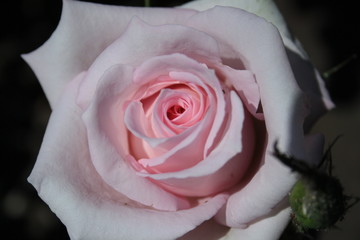 pink rose with drops of water