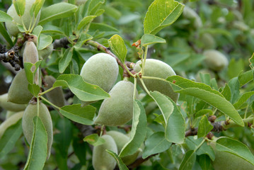 almond tree close up