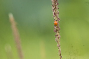 ladybug on a green leaf