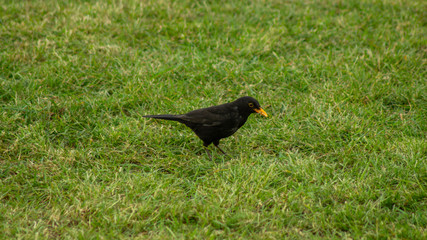 Blackbird on ground looking for food