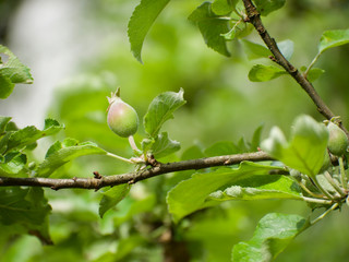 auf einer wilden Streuobstwiese stehen die natürlichsten und besten Äpfel der Welt, jeder Apfel ist ein Geschenk, egal welche Sorte und dieser hier reift zum einem wunderbaren Apfel ran, bald