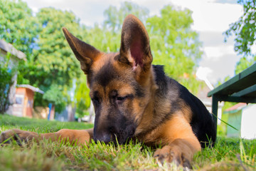 german shepherd puppy