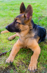 german shepherd puppy
