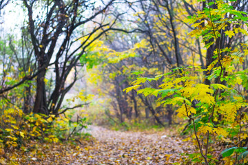 The road is among the trees in the woods during the golden autumn_