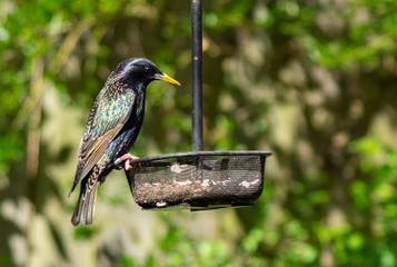 Close up of Starling on bird feeder
