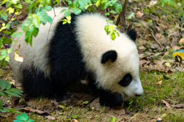 Obraz premium A cute little panda plays on the ground