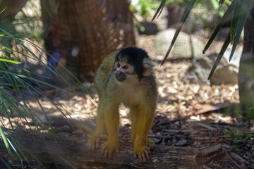 Obraz premium Squirrel Monkey
