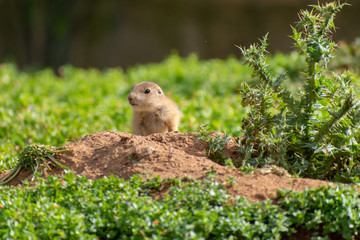 Black tailed prairie dog (Cynomys ludovicianus)