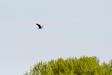 Graureiher Flug