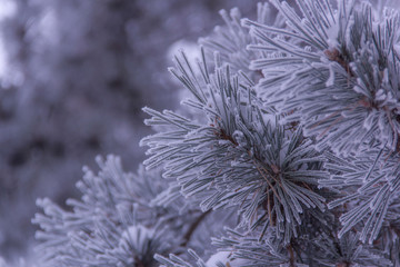 Close-up Pine needles in frost