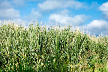 detail of planted corn