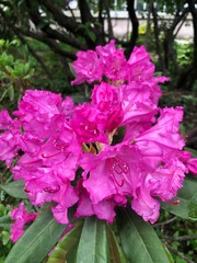 Beautiful pink flowers in the summer garden