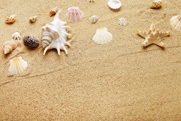 Fototapeta na wymiar Different seashells on beach sand