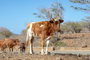 Young cow with small horns walks on the street, on the island of Santiago, Praia, Cape Verde, Cabo Verde.