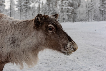 Reindeer out walking in the Lapland forests in