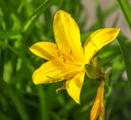 Fototapeta premium Yellow flowers, citron day-lily or long yellow day-lily.